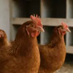 Galline che non fanno le uova: tutte le cause e cosa fare
